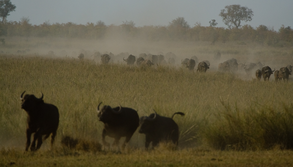 African Buffalo Herd