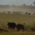 African Buffalo Herd