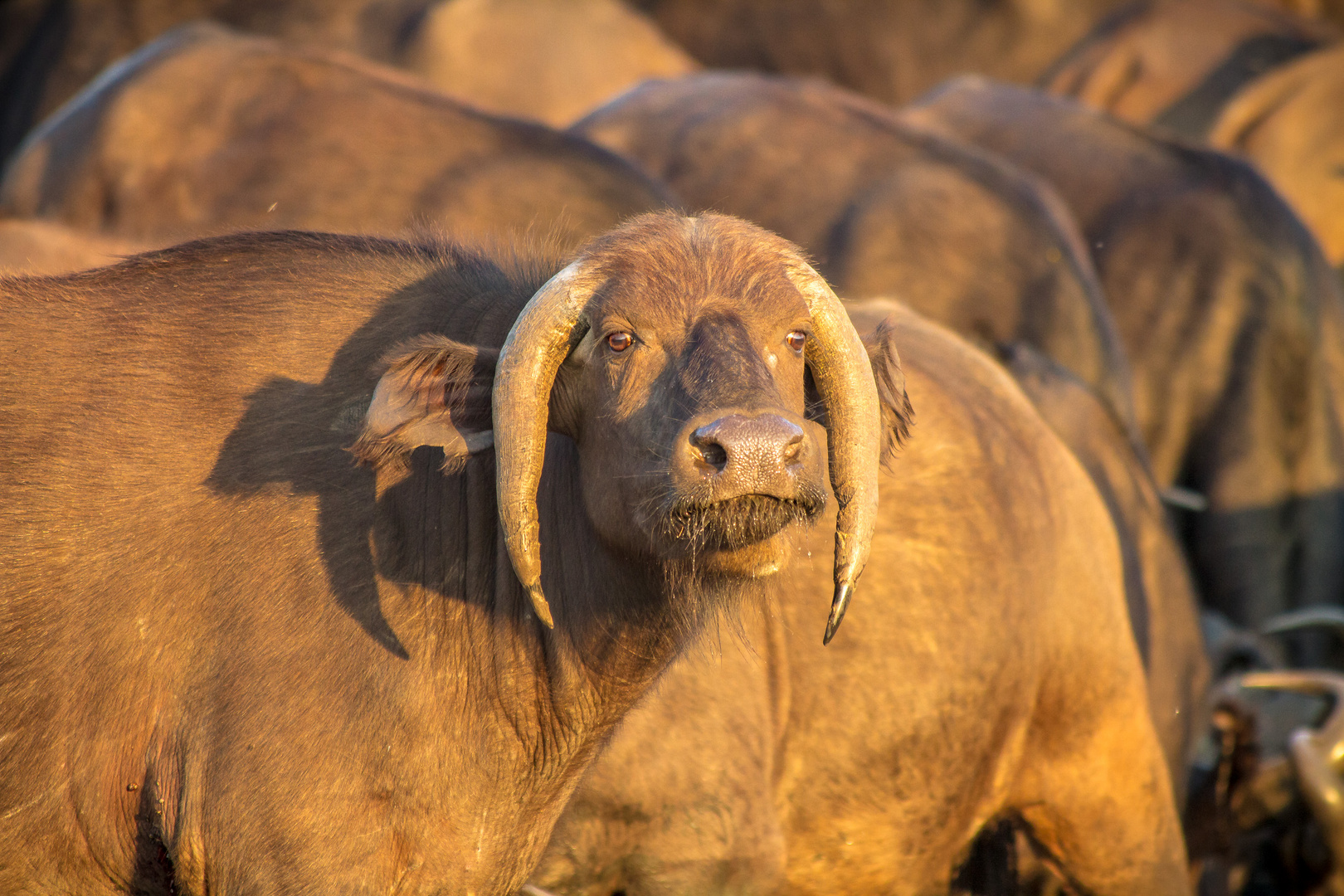 African Buffalo with a abnormal horn