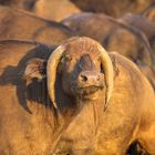 African Buffalo with a abnormal horn