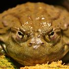 African Bullfrog