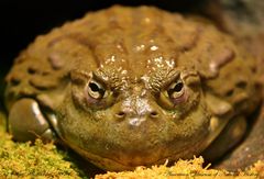 African Bullfrog