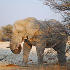 African bush elephant