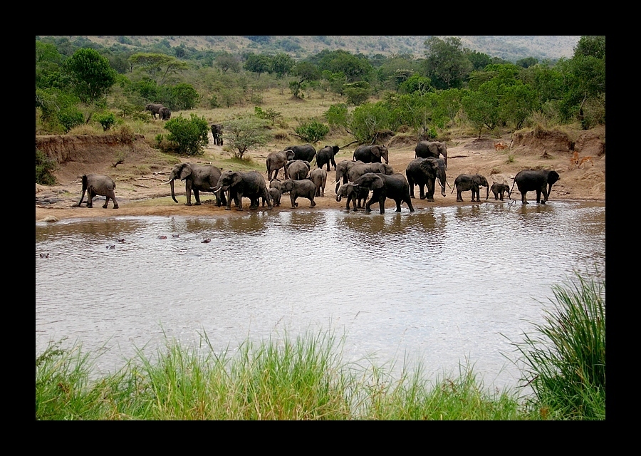 African Bush Elephant (Loxodonta africana)