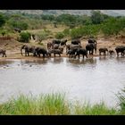 African Bush Elephant (Loxodonta africana)