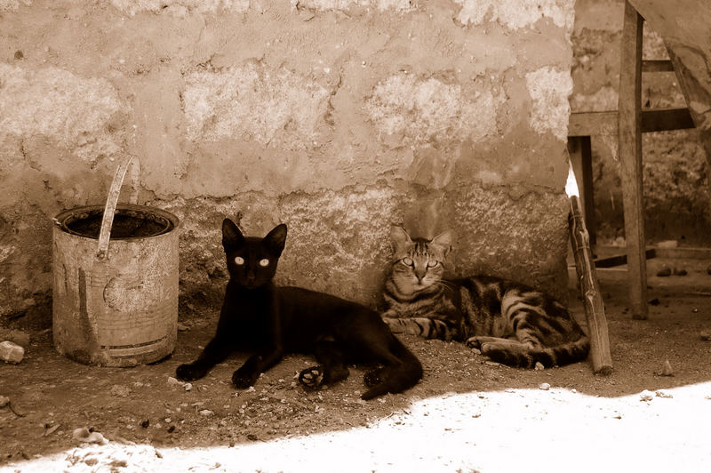 African Cats