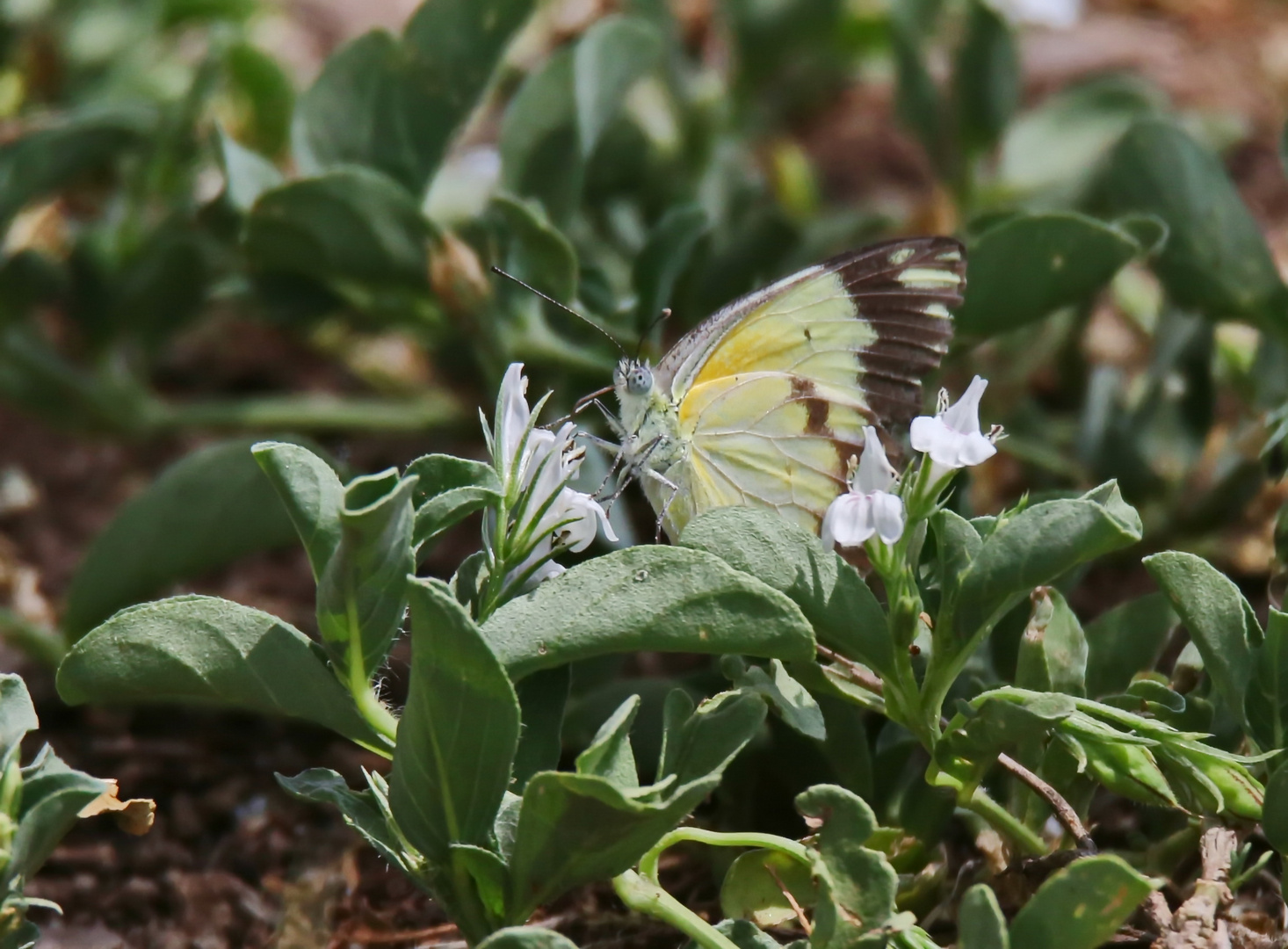 African Common White 