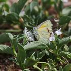 African Common White 