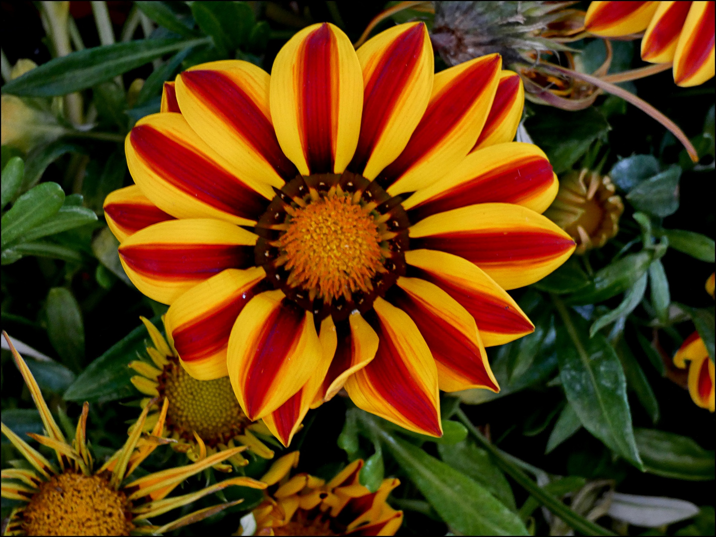 African Daisy Flower