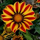 African Daisy Flower