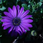 African Daisy from Floriade