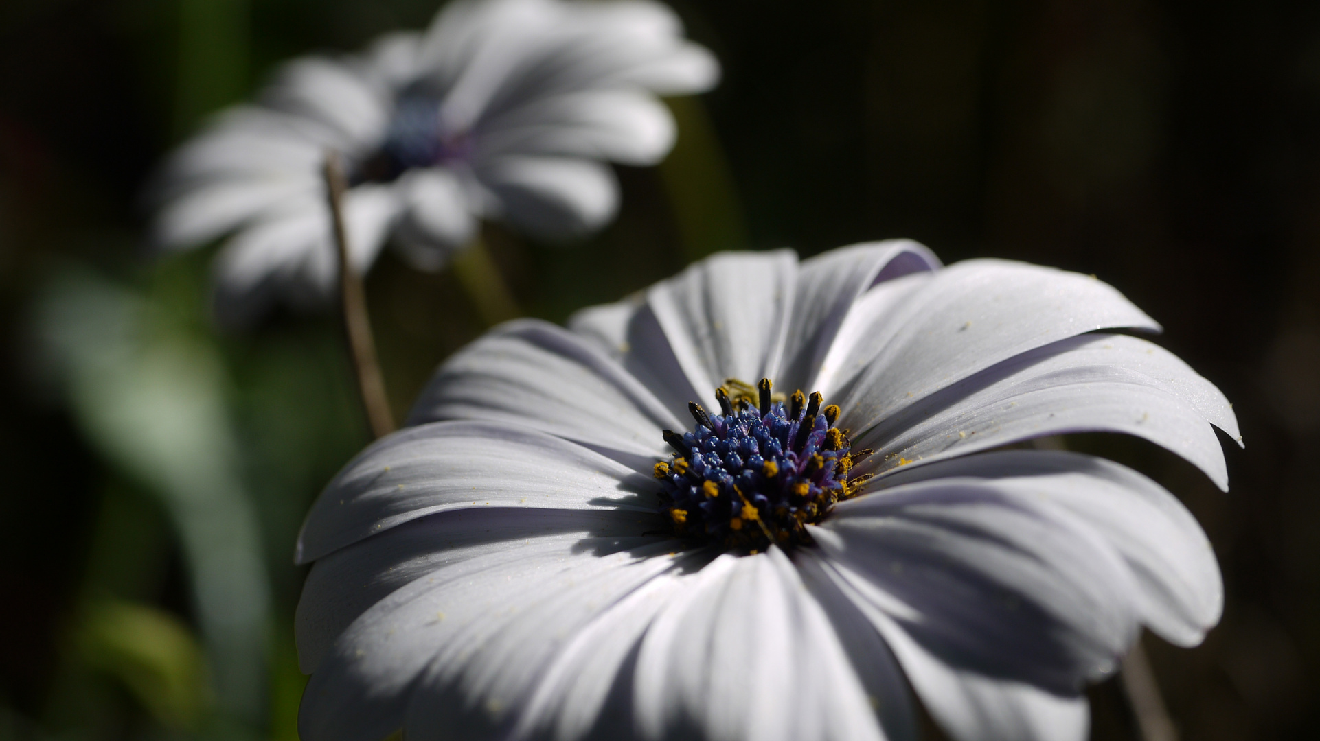 African Daisy in my Garden