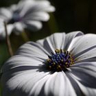 African Daisy in my Garden