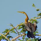 African Darter