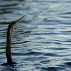 african darter