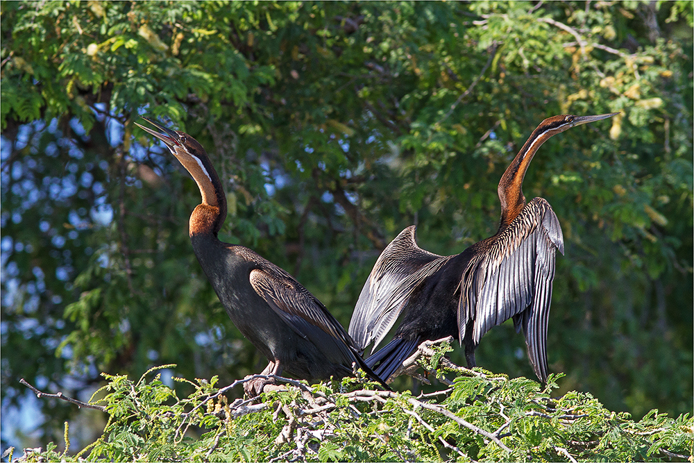 African Darter