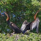 African Darter