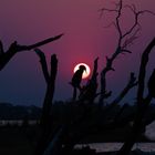 African darter im Sonnenuntergang