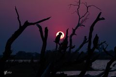 African darter im Sonnenuntergang