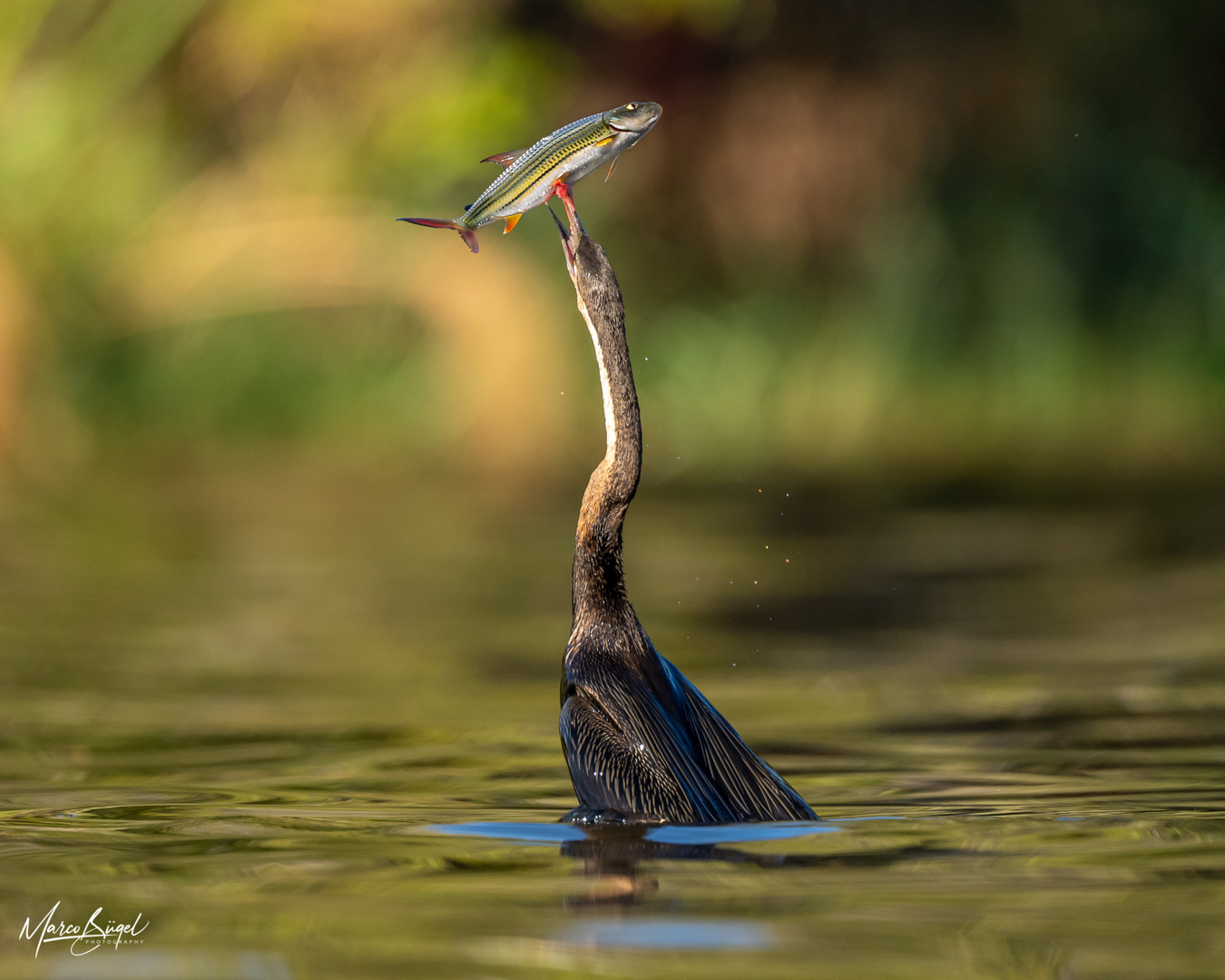 African Darter mit frischem Fang