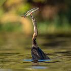 African Darter mit frischem Fang