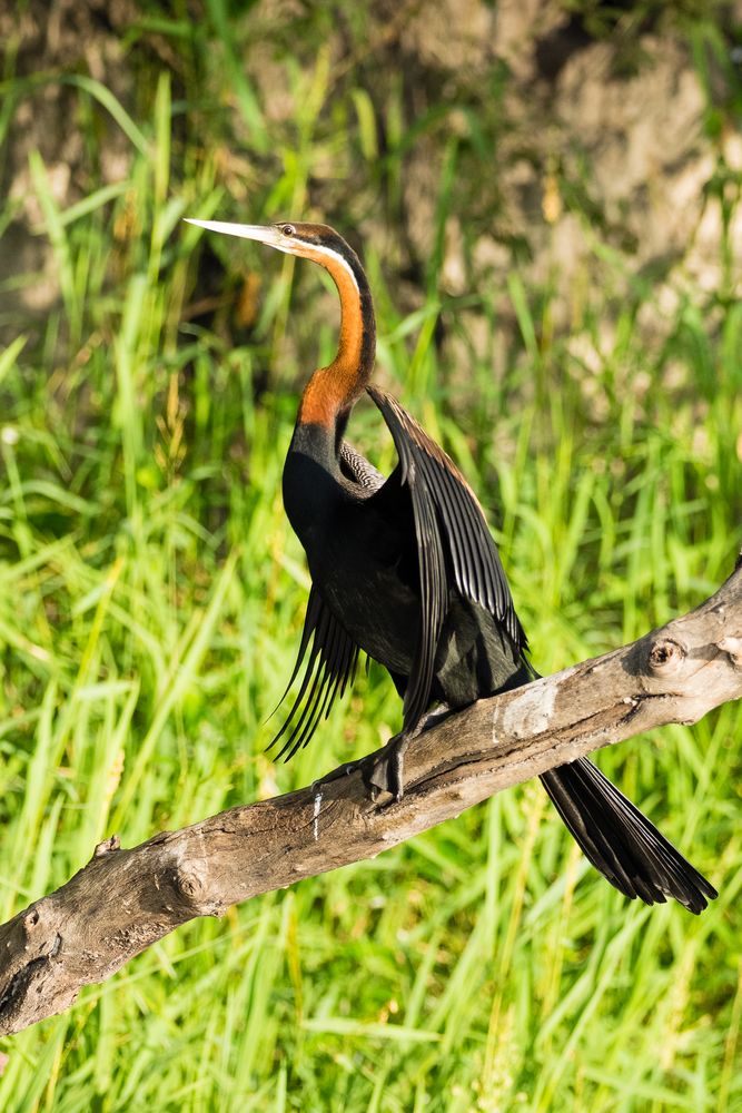 African Darter - Schlangenhalsvogel