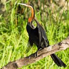 African Darter - Schlangenhalsvogel