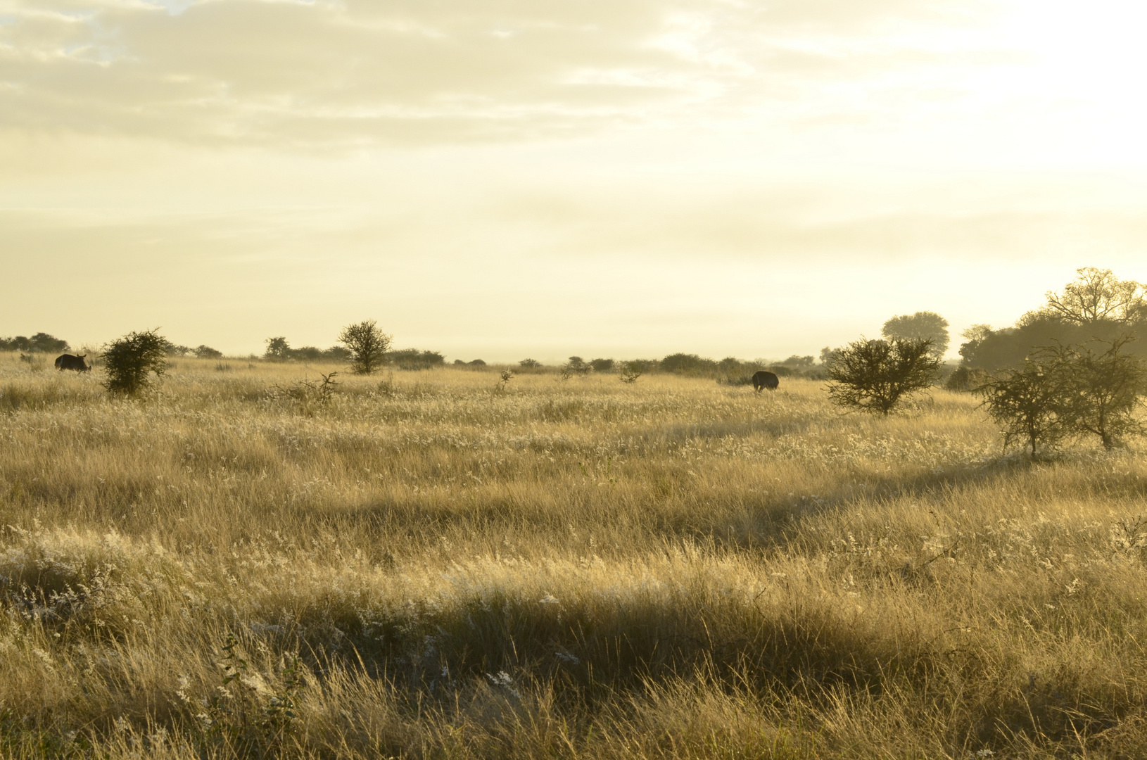 African Dawn