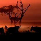 African Dawn