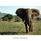 african elephant