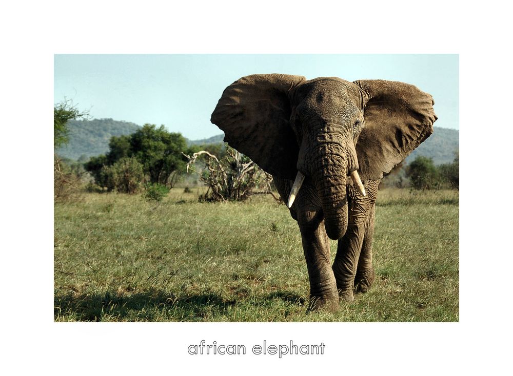 african elephant