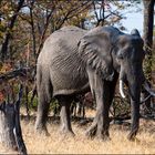 [ African Elephant ]
