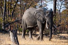 [ African Elephant ]