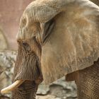 african elephant