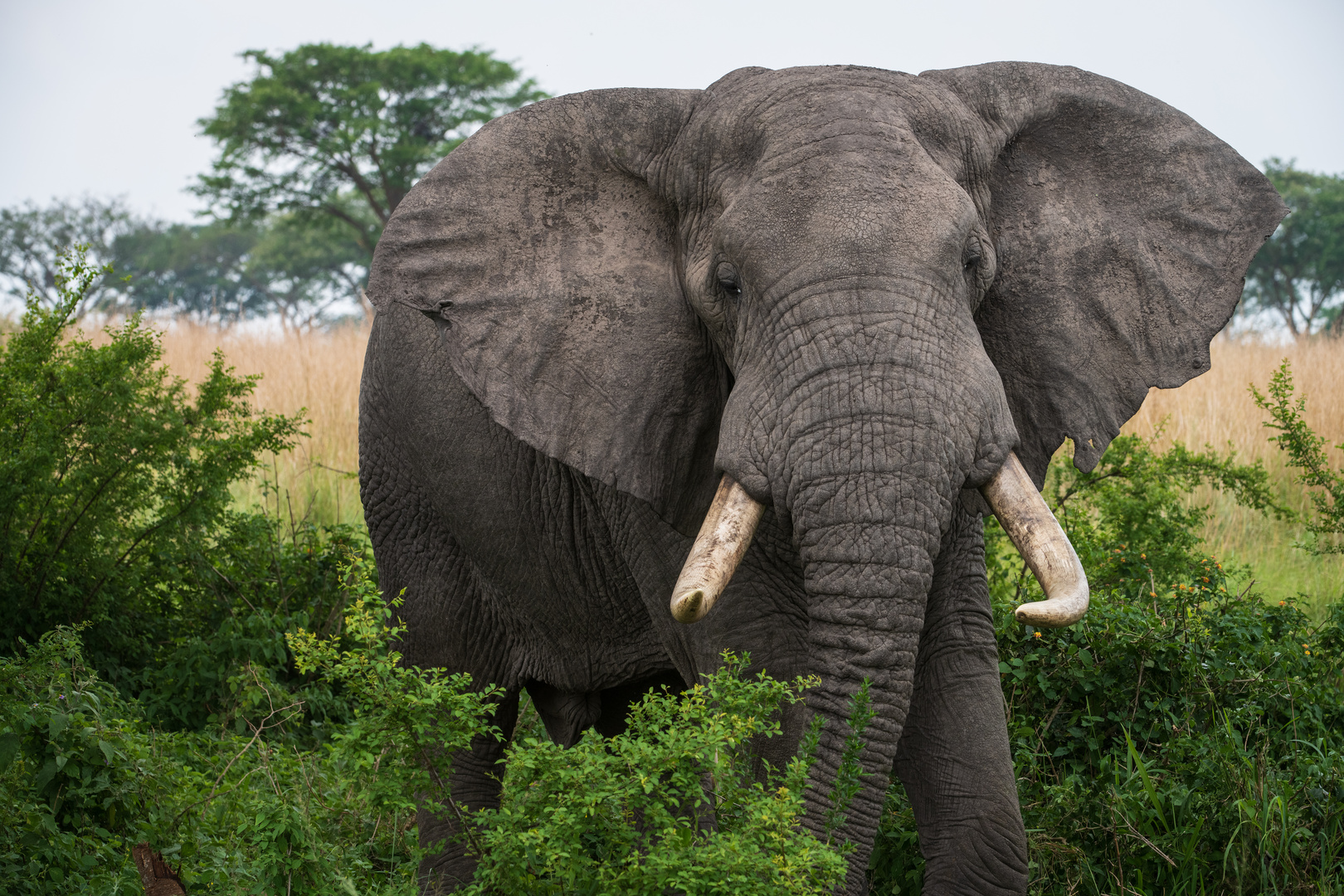 [ African Elephant ]