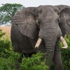 [ African Elephant ]