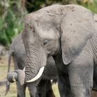 African elephant - Amboseli - Kenya
