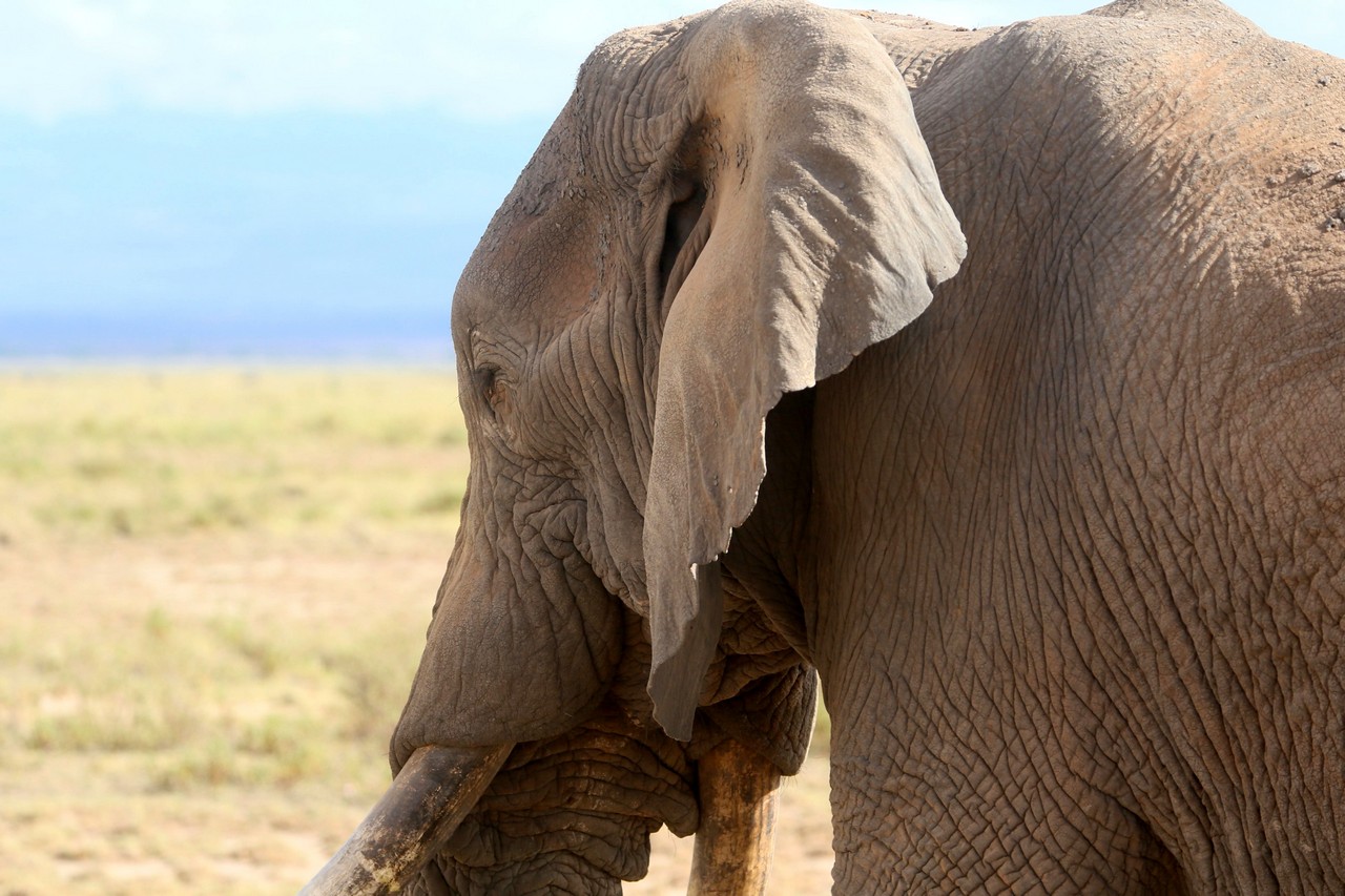 African elephant - Amboseli - Kenya