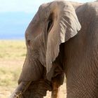 African elephant - Amboseli - Kenya