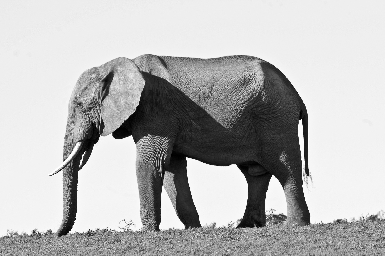 African Elephant