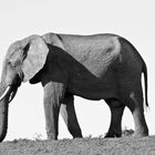 African Elephant