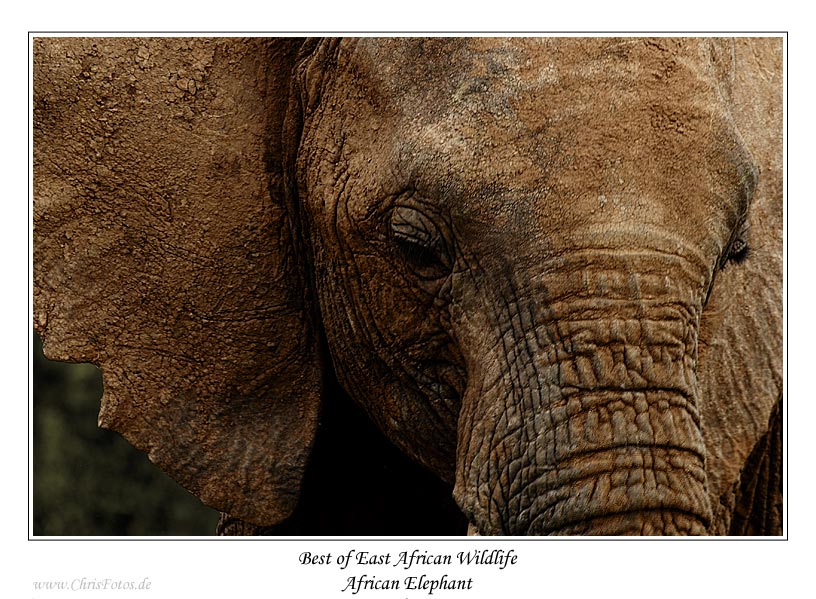 African Elephant