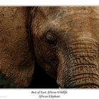 African Elephant