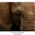 African Elephant