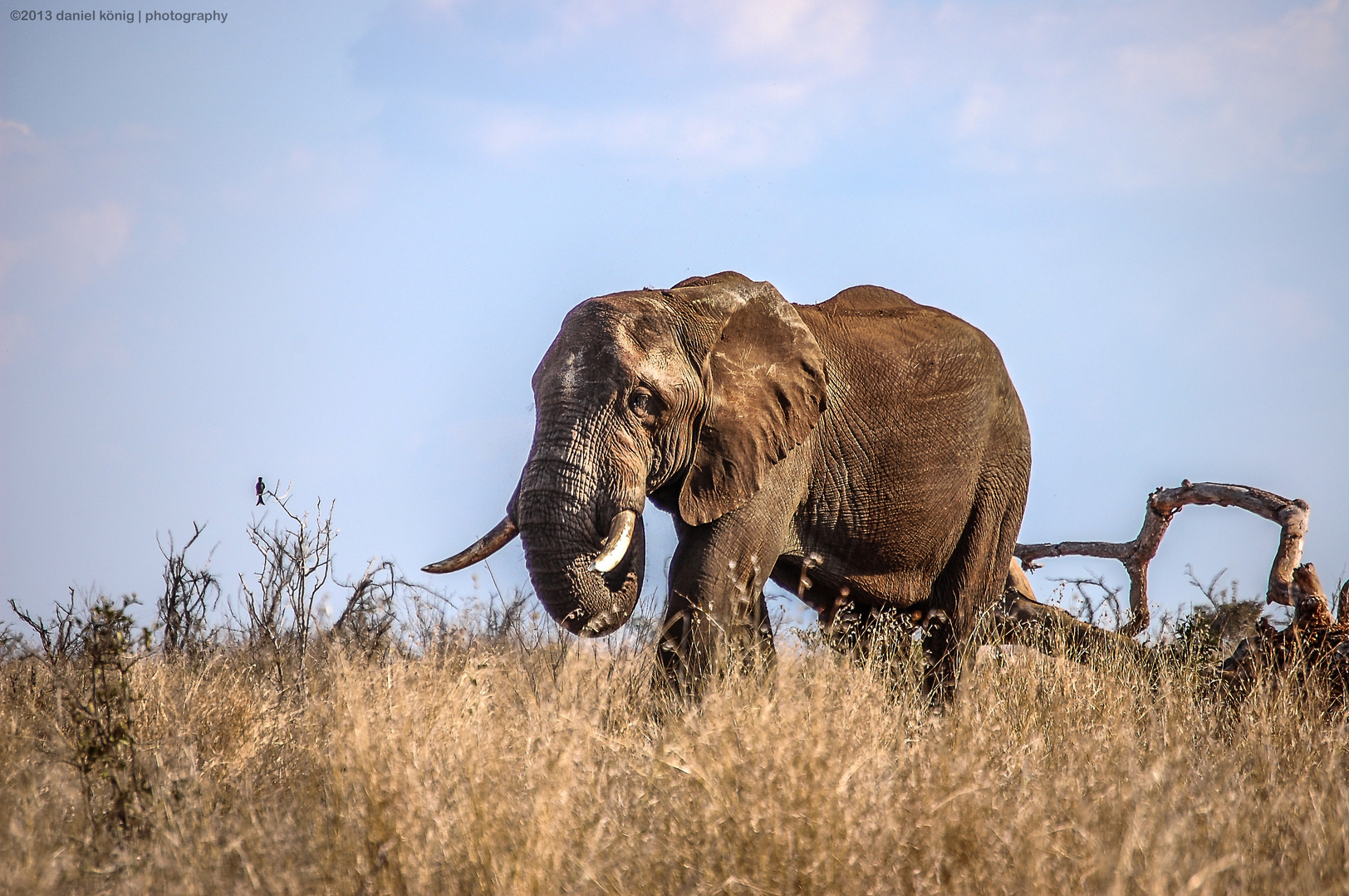 African Elephant - Kürger National Park