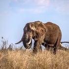 African Elephant - Kürger National Park