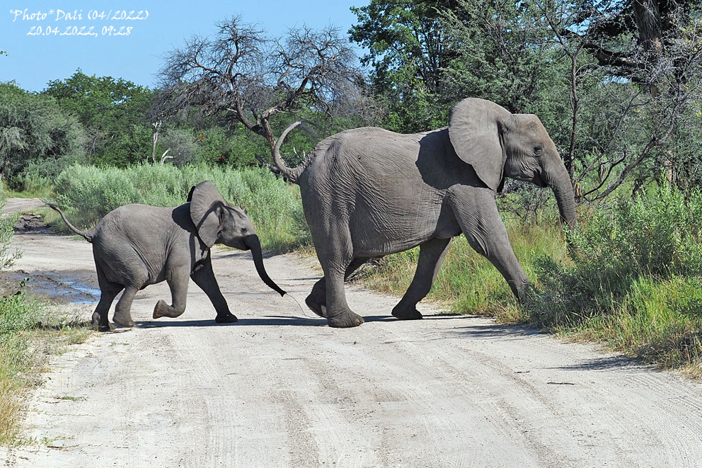 African Elephant | Loxodonta africana