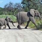 African Elephant | Loxodonta africana