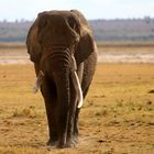 African elephant - Masai Mara - Kenya