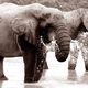 +african elephants+